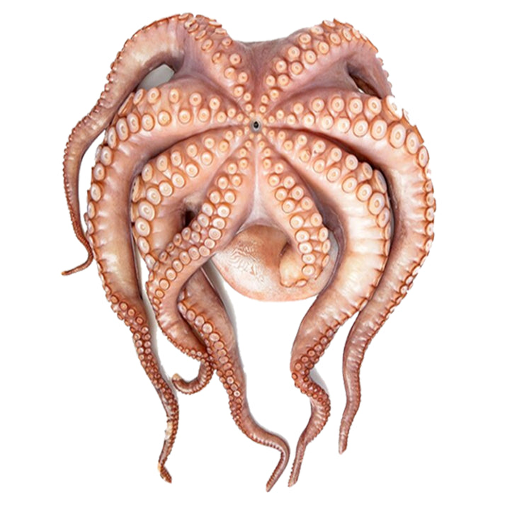 Octopus